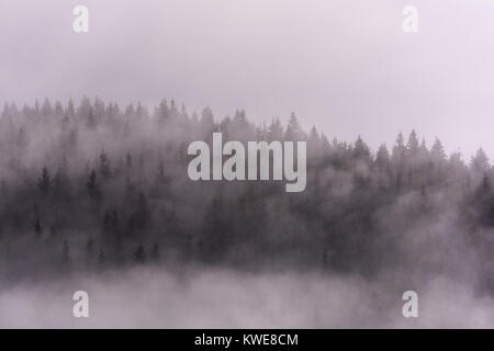 Nebel über Pinienwälder. Misty Morning view in nassen Bergwelt. Stockfoto