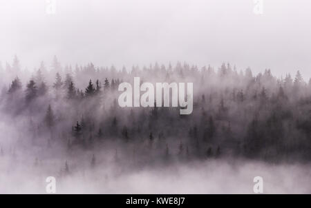 Nebel über Pinienwälder. Misty Morning view in nassen Bergwelt. Stockfoto