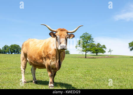 Große braune Aubrac Rind Kuh mit Lyra geformte Hörner im Frühjahr Weide neugierig in die Kamera schaut. Skyline Blick gegen eine klare sonnige bl Stockfoto