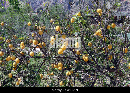 Großer Baum mit Zitronen auf dem Bauernhof in der Türkei Stockfoto