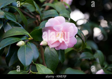 Camellia japonica 'Magnoliaeflora' Blüte in einer geschützten Umgebung. Stockfoto