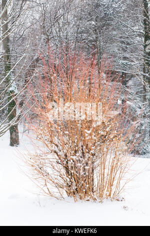 Winter stammt von Cornus sanguinea 'Midwinter Fire' in den Schnee. Stockfoto