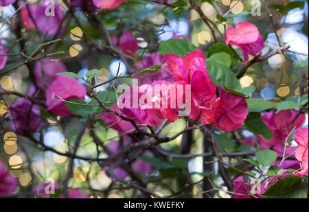 Bougainvillea Blüten wachsen in einer geschützten Umgebung. Stockfoto