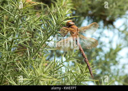 Braun Hawker Dragonfly (Aeshna grandis) auf einem ginster Bush thront. Fenor Bog, Waterford, Irland. Stockfoto