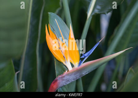 Strelitzia reginae. Bird of paradise flower. Stockfoto