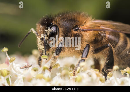 Nahaufnahme Foto einer Honigbiene (Apis mellifera), die auf einer Blume und in Pollen bedeckt. Cahir, Tipperary, Irland. Stockfoto