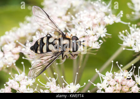 Hoverfly (Didea fasciata) Fütterung auf ein umbellifer. Cahir, Tipperary, Irland. Stockfoto