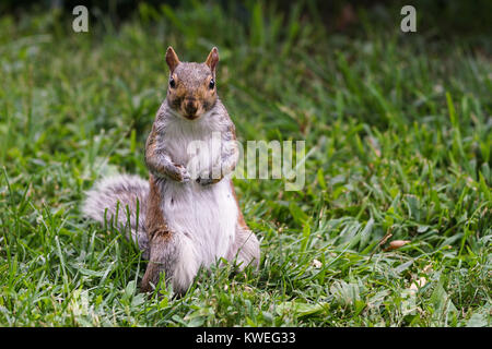 Eine Nahaufnahme von einem grauen Eichhörnchen im Central Park, New York City. Stockfoto