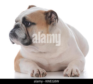 Männliche englische Bulldogge Festlegung auf weißem Hintergrund Stockfoto