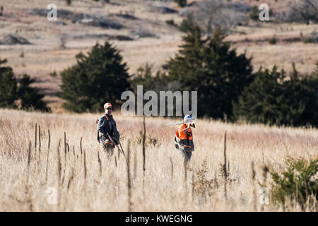 Vater und Sohn Wachteln jagen in Kansas Stockfoto