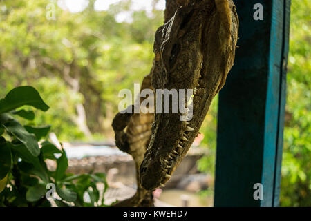 Der Kopf einer kleinen Krokodil, hängen auf dem Display mit dem Rest des gehäutet und getrockneten Körper, in einem schwimmenden Restaurant in Kampong Phluk, Kambodscha Stockfoto