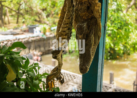 Der Kopf einer kleinen Krokodil, hängen auf dem Display mit dem Rest des gehäutet und getrockneten Körper, in einem schwimmenden Restaurant in Kampong Phluk, Kambodscha Stockfoto