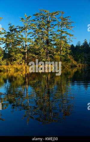 Beaver Creek, Brian stand State Park, Oregon Stockfoto