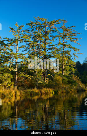 Beaver Creek, Brian stand State Park, Oregon Stockfoto