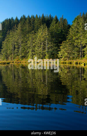 Beaver Creek, Brian stand State Park, Oregon Stockfoto