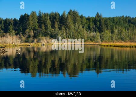 Beaver Creek, Brian stand State Park, Oregon Stockfoto