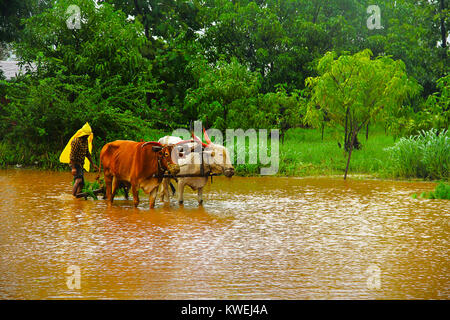 Bauer im Reisfeld, voll mit schlammigen Wasser mit Paar Ochsen, in der Nähe der Lavasa, Pune Stockfoto
