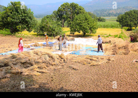 Die Landwirte Dreschen von Reis im Reisfeld, sonapur Dorf, in der Nähe von Panshet, Pune Stockfoto