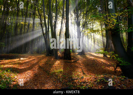 Sonnenstrahlen in einem nebelhaften Buchenwälder, morgen Licht im Herbst, Siebengebirge, Deutschland, Europa Stockfoto