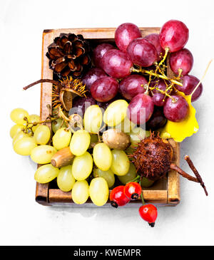 Große Haufen herbst Trauben auf einem Holztisch Stockfoto