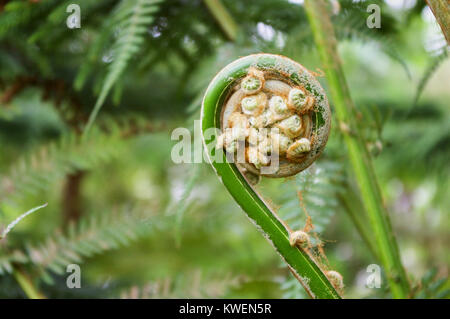 Australische weicher Baumfarn (Dicksonia antarctica Labill. /Dicksoniaceae) Stockfoto