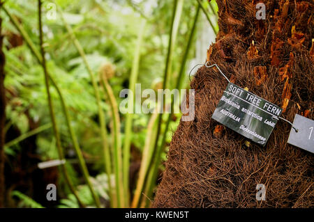 Australische weicher Baumfarn (Dicksonia antarctica Labill. /Dicksoniaceae) Stockfoto