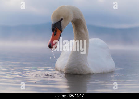 Sehr schöne White Swan Lake Yamanaka mit Mt. Fuji Hintergrund, berühmten und friedlichen Ort. Stockfoto