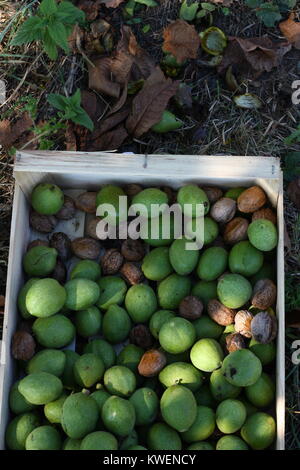 Harvest Walnüsse in einer Holzkiste Stockfoto