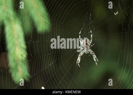 Eine Spinne auf einem Webserver Stockfoto