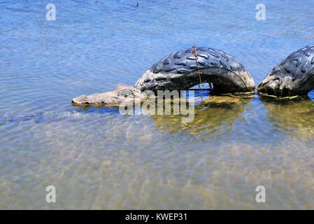 Krokodil im Wasser. Dekorative Krokodil im Teich unter Gummireifen. Stockfoto