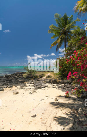 Bougainvillea bin Bain Boeuf, öffentlichen Strand Cap Malheureux, Riviere du Rempart Mauritius, Afrika, | Bougainvillea bei Bain Boeuf, öffentlichen Strand Cap Malh Stockfoto