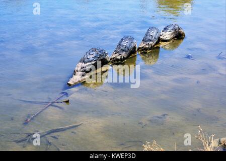 Krokodil im Wasser. Dekorative Krokodil im Teich unter Gummireifen. Stockfoto