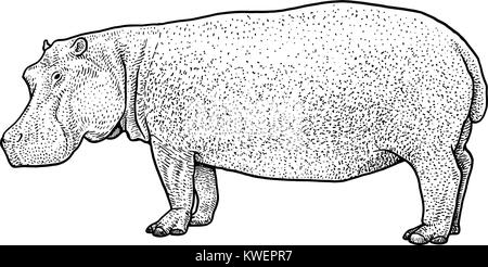 Hippopotamus Abbildung, Zeichnung, Gravur, Tinte, Strichzeichnungen, Vektor Stock Vektor