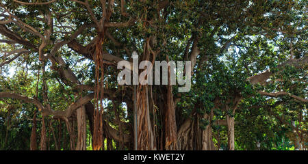 Grosse Sommer baum Moreton Bay Abb. (Banyan Tree, Ficus macrophylla), einer der größten dieser Bäume in Italien. Palermo Villa Garibaldi Park. Stockfoto