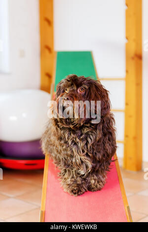 Havaneser Hund sitzt auf einer Wippe in einem Tier Physiotherapie Büro Stockfoto