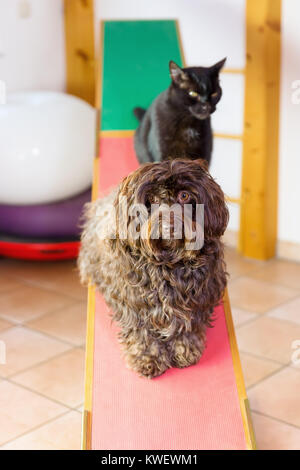 Havaneser Hund und eine Katze sitzt auf einer Wippe in einem Tier Physiotherapie Büro Stockfoto