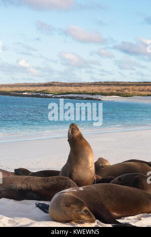 Galapagos Seelöwen (Zalophus wollebaeki), Gardner Bay, Espanola Island, Galapagos, Ecuador Südamerika Stockfoto