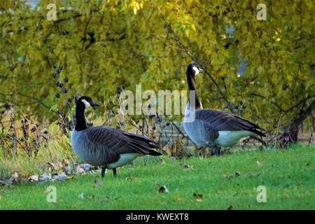 Kanadische Gänse Füttern Stockfoto