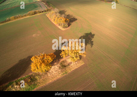 Ariel Ansicht einer Herbst Eiche, Flussauen, Cambridgeshire, England, Stockfoto