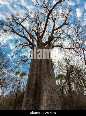 Einen riesigen affenbrotbäume (Adansonia za) Baum gegen bewölkten Himmel in den Stacheligen Wald von berenty Private Reserve. Südwesten von Madagaskar, Afrika. Stockfoto