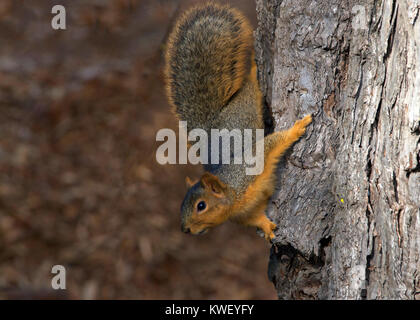 Eichhörnchen halten auf einen Baum. Die fox Squirrel, sciurus Niger, auch als die östliche Fuchs Eichhörnchen bekannt, ist die größte Sorte Baum Eichhörnchen native Stockfoto