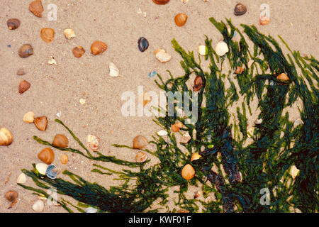 In der Nähe von grünen Algen und verschiedenen Muscheln am Strand an der Nordsee. Stockfoto