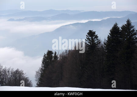 Winter in der Pohorje Berge in der Nähe von Maribor, Slowenien. Immergrüne Bäume stehen auf der nebligen und schneebedeckten Bergen. Stockfoto