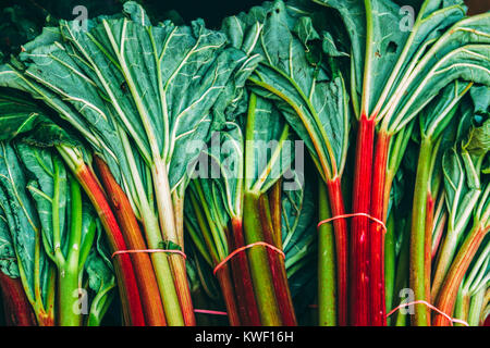 Rhabarber-Blätter Stockfoto