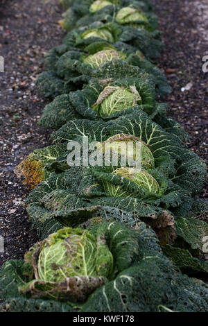 Kopfkohl Bild nicht, die Ihr am besten in einem Gemüsebeet in Chichester, West Sussex, UK. Stockfoto