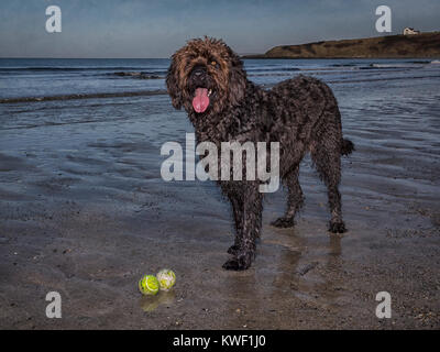 Schwarz Labradoodle Hund steht auf dem Sand am sandigen Strand, Porth Tywyn Mawr, auf Anglesey mit zwei gelben Tennisbällen zu seinen Füßen Stockfoto