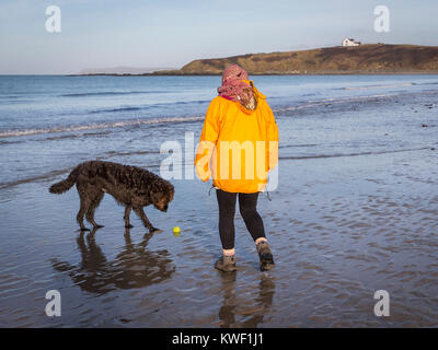 Frau in einem hellen, gelben Mantel, Wandern entlang der Waters Edge auf sandigen Strand, Porth Tywyn Mawr, auf Anglesey und Spielen mit einem schwarzen Labradoodle Hund Stockfoto