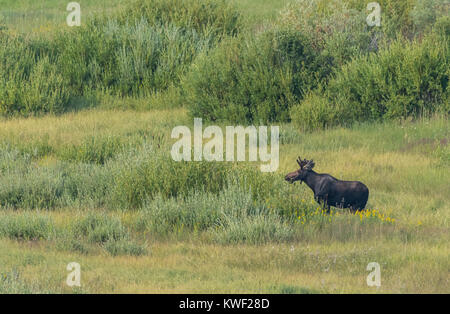 Junge Bull Moose weidet auf der Weide im Sommer Feld Stockfoto