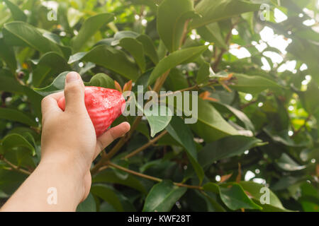 Ein von Hand gepflückt Jambu Guave weg von einem Baum Stockfoto