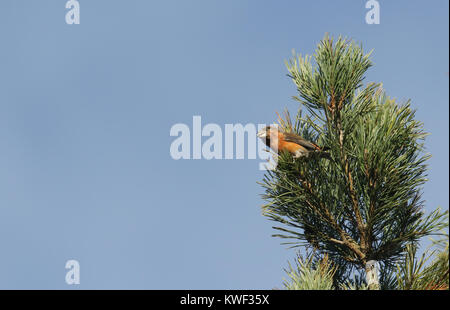 Eine atemberaubende seltene männliche Papagei Gegenwechsel (Loxia pytyopstittacus) oben an einer Tanne im Winter thront. Es speist auf der Tannenzapfen. Stockfoto